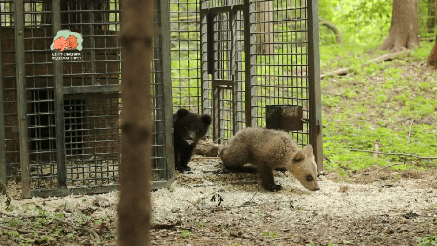В Тверской области показали самую красивую пару лета