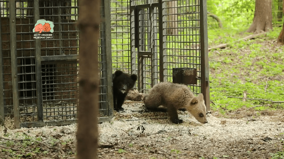 В Тверской области показали самую красивую пару лета