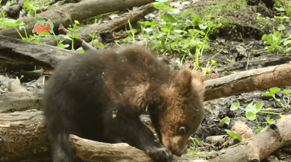 В Тверской области работает медвежья бригада лесозаготовителей