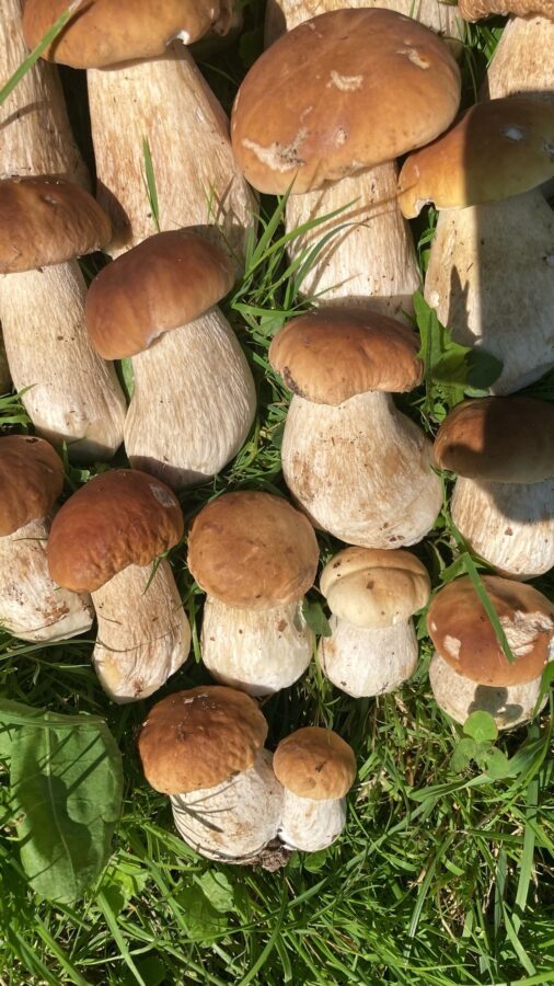 Житель Тверской области набрал семь ведер белых грибов