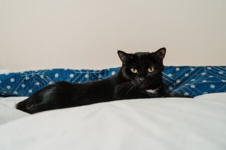 Заводчиков домашних животных в России обяжут платить налоги Заводчиков домашних животных в России обяжут платить налоги