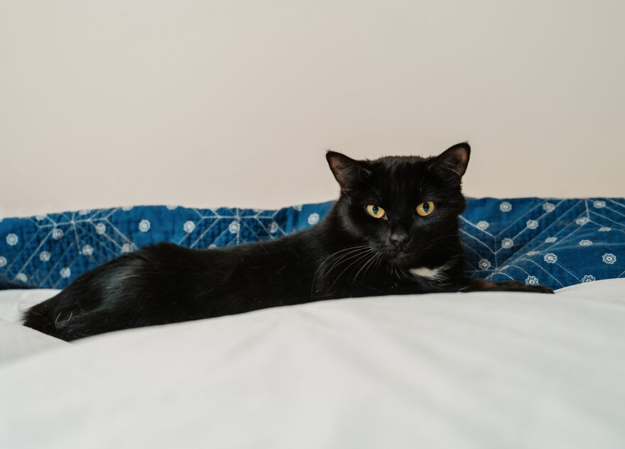 Заводчиков домашних животных в России обяжут платить налоги