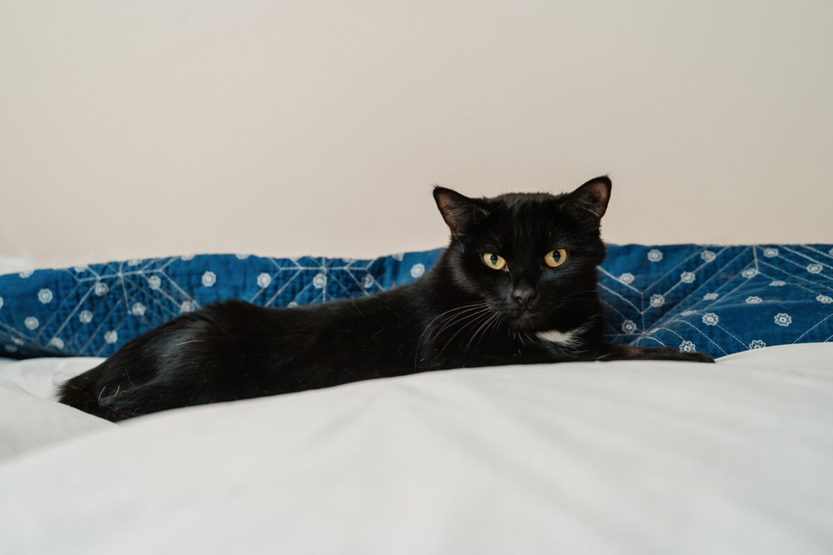 Заводчиков домашних животных в России обяжут платить налоги