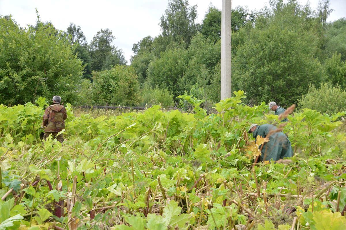 В Твери продолжаются работы по уничтожению борщевика