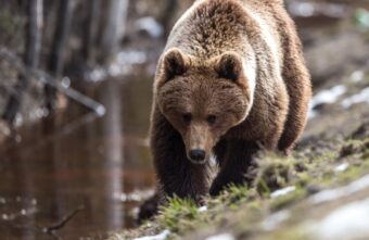 В МЧС напомнили правила поведения при встрече с дикими животными