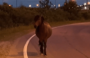 В Твери лошадь гуляла по трассе, ведущей в Москву В Твери лошадь гуляла по трассе, ведущей в Москву