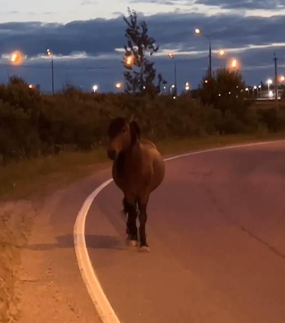 В Твери лошадь гуляла по трассе, ведущей в Москву