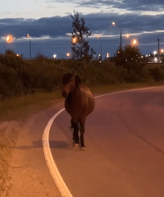 В Твери лошадь гуляла по трассе, ведущей в Москву