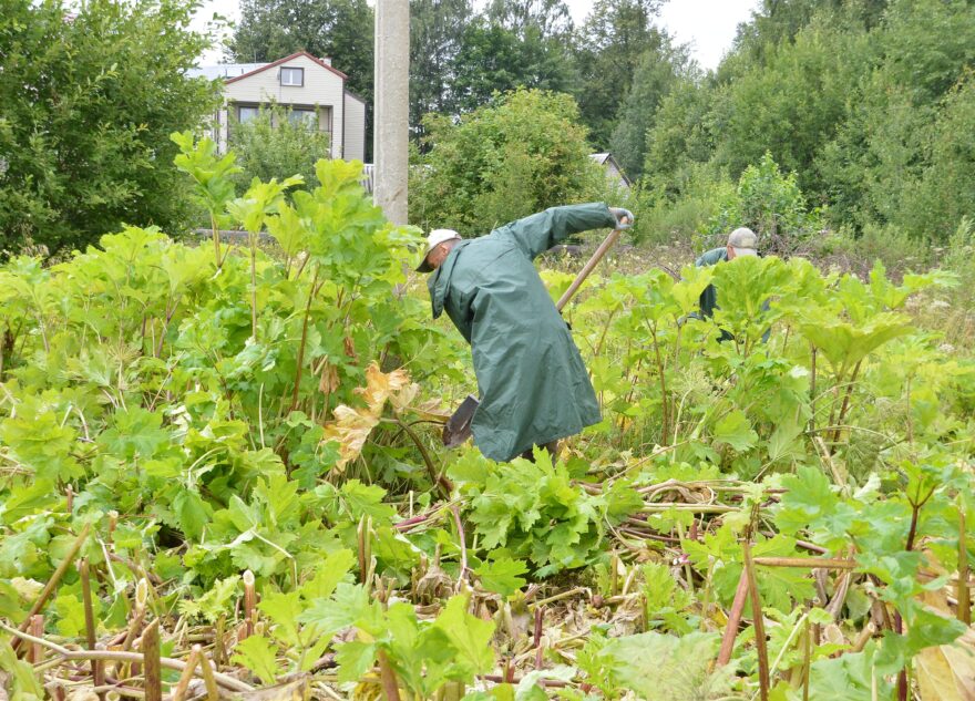 В Твери продолжаются работы по уничтожению борщевика