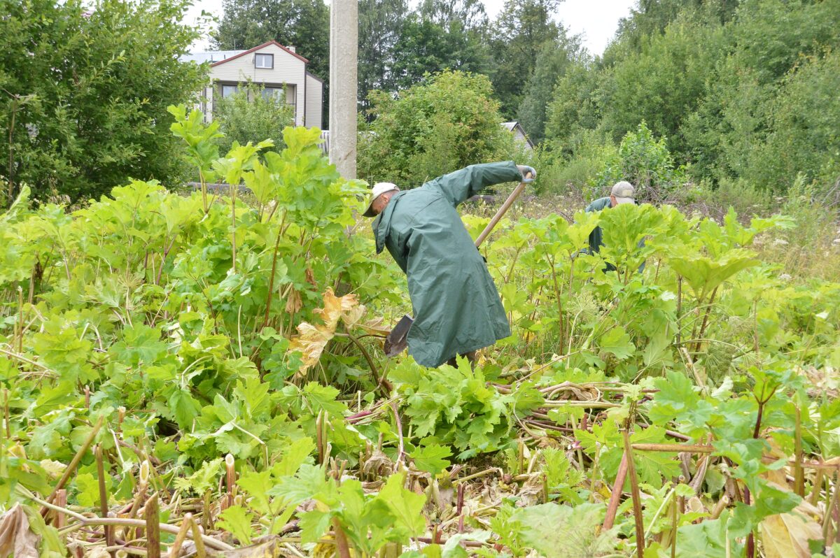 В Твери продолжаются работы по уничтожению борщевика