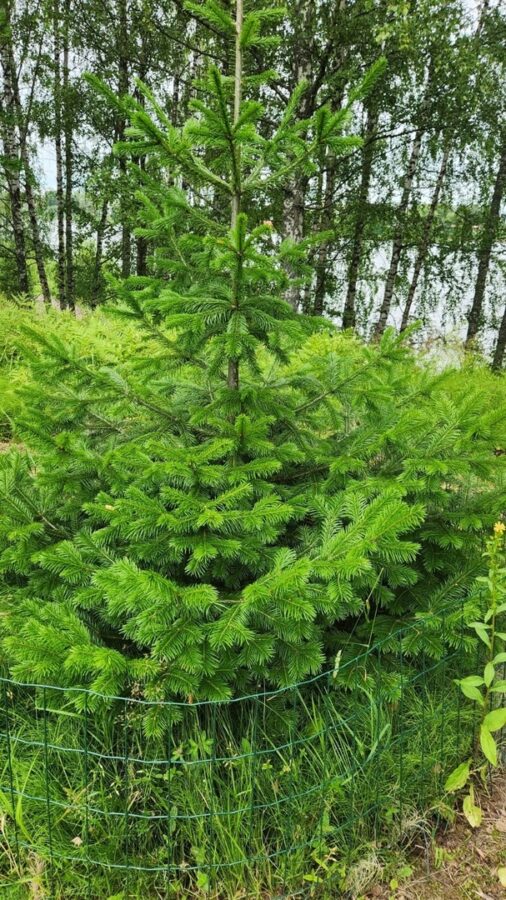 В Тверской области хулиганы украли дерево из парка