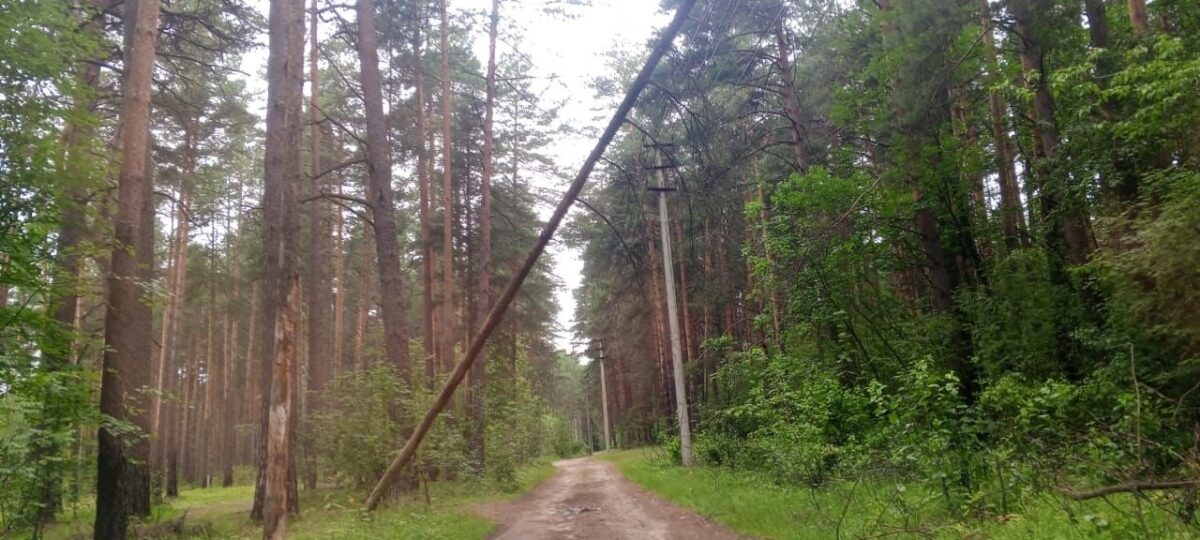 Из-за искрящихся проводов может сгореть роща в Твери