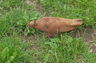 В Твери ищут хозяина необычного голубя