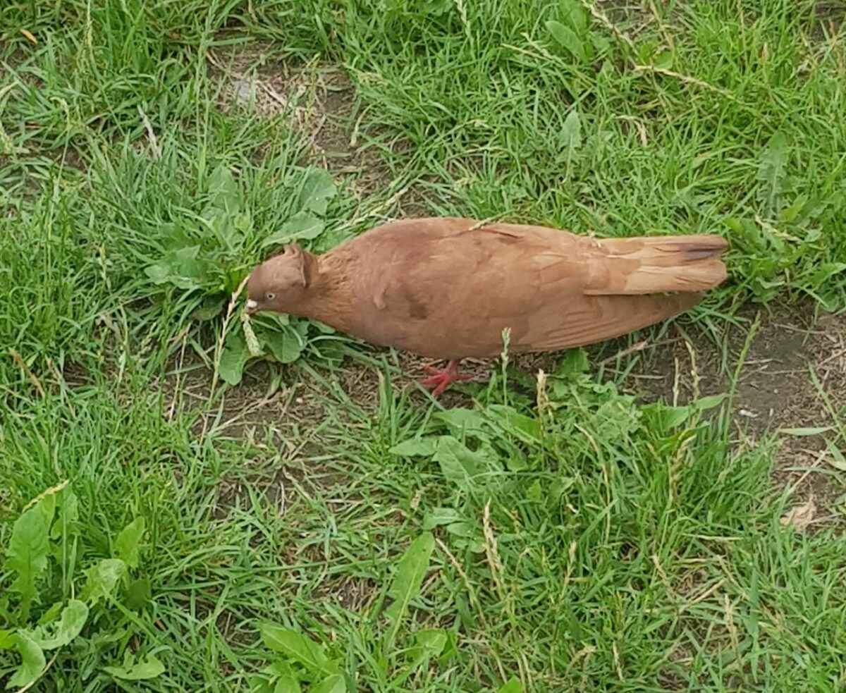 В Твери ищут хозяина необычного голубя