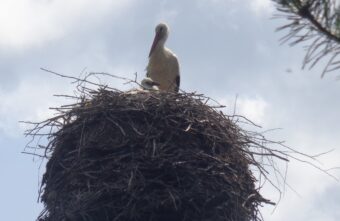 В Тверской области аисты воспитывают двух аистят