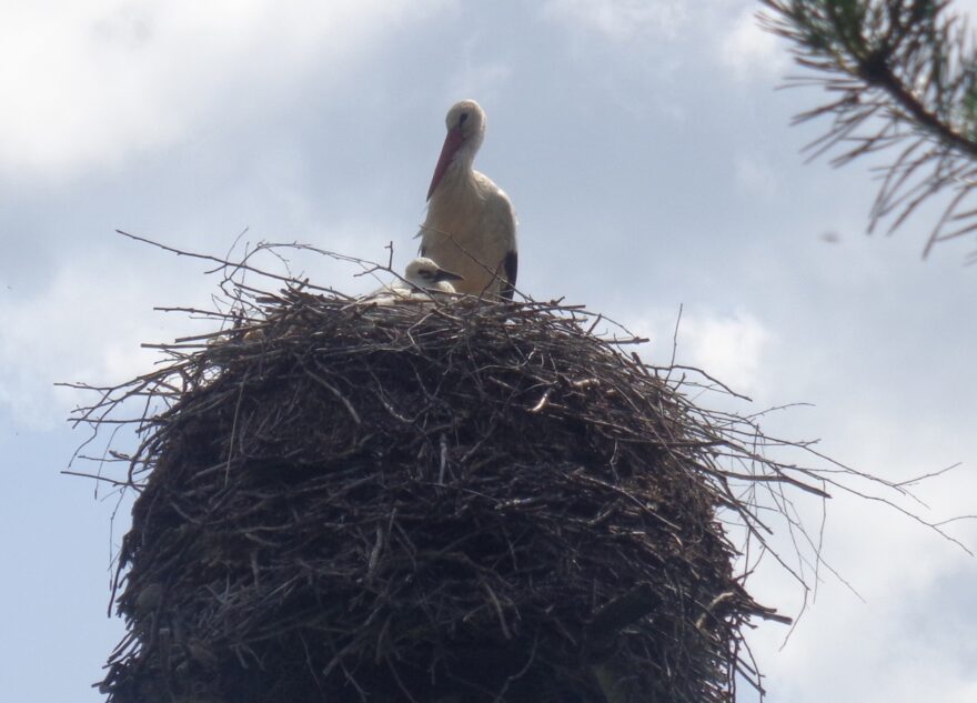 В Тверской области аисты воспитывают двух аистят