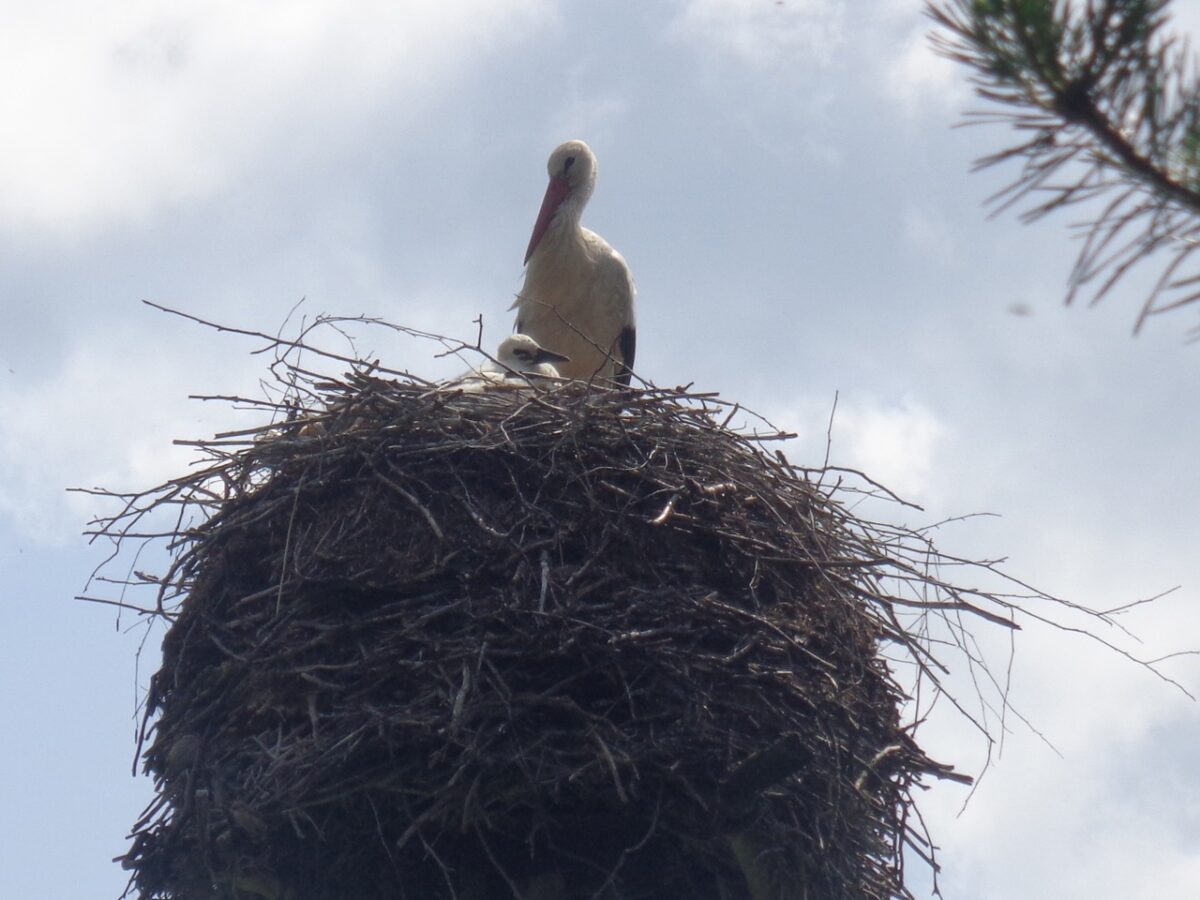 В Тверской области аисты воспитывают двух аистят