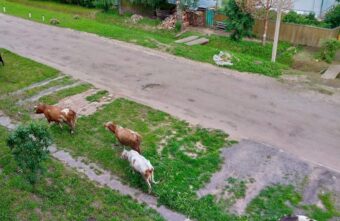 Город в Тверской области животные превратили в пастбище  