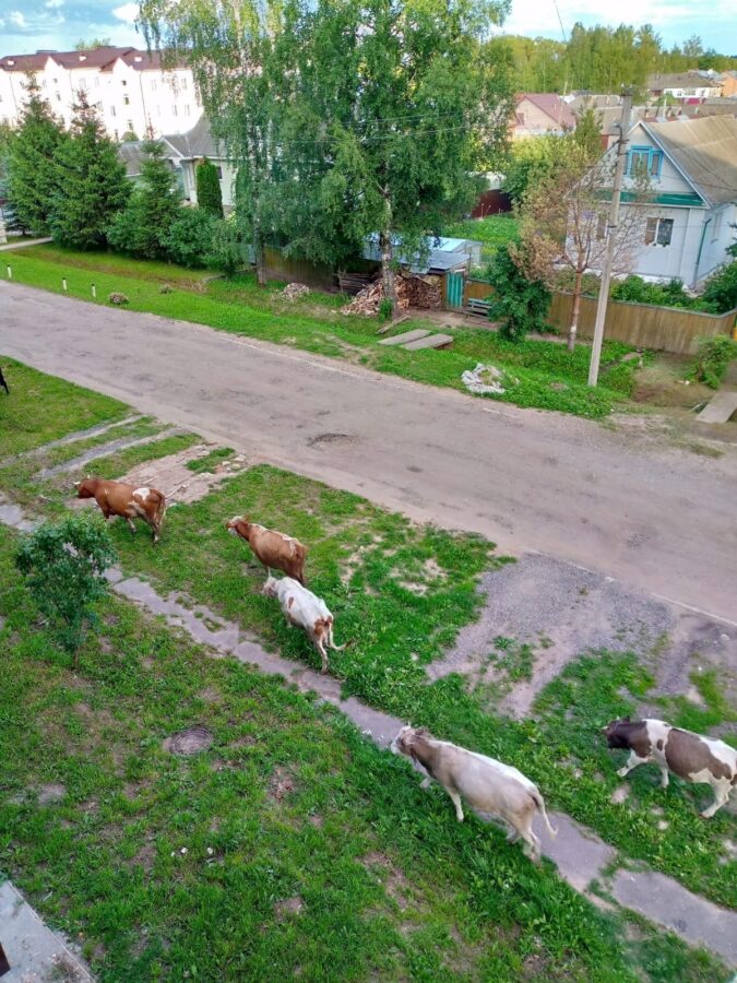 Город в Тверской области животные превратили в пастбище  