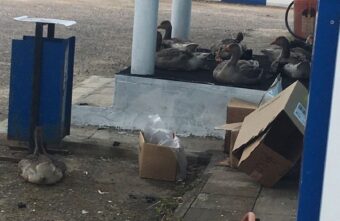 В Тверской области гуси ночуют на АЗС
