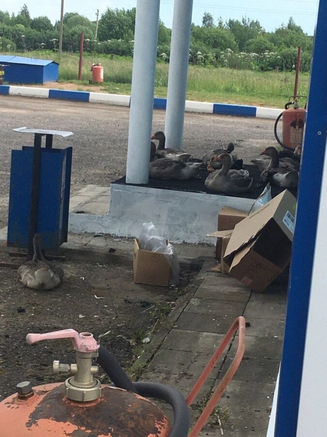 В Тверской области гуси ночуют на АЗС В Тверской области гуси ночуют на АЗС