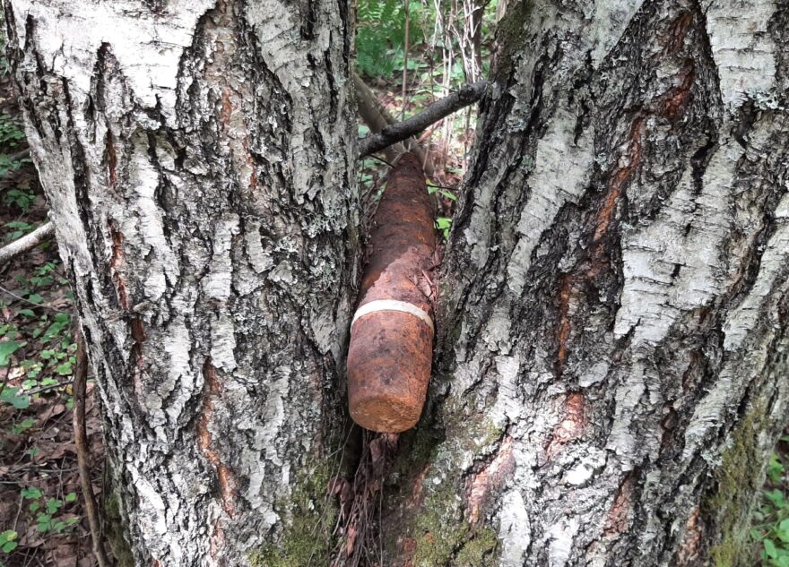 Житель Тверской области нашел застрявший в березах снаряд