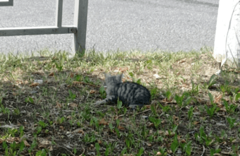 В Твери ищут спасителя для сбитого котенка В Твери ищут спасителя для сбитого котенка