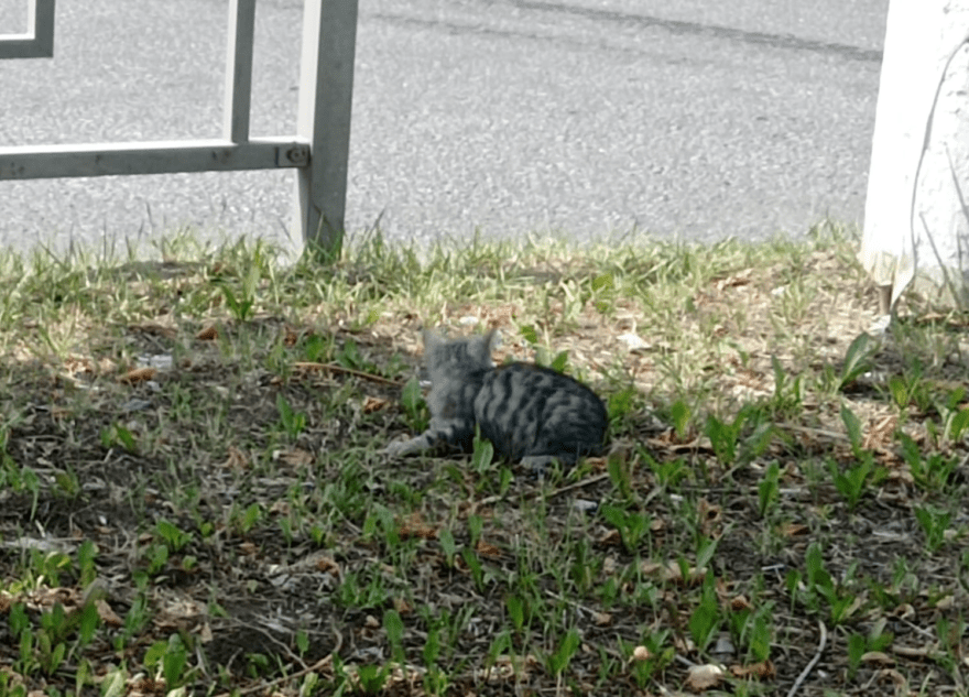В Твери ищут спасителя для сбитого котенка