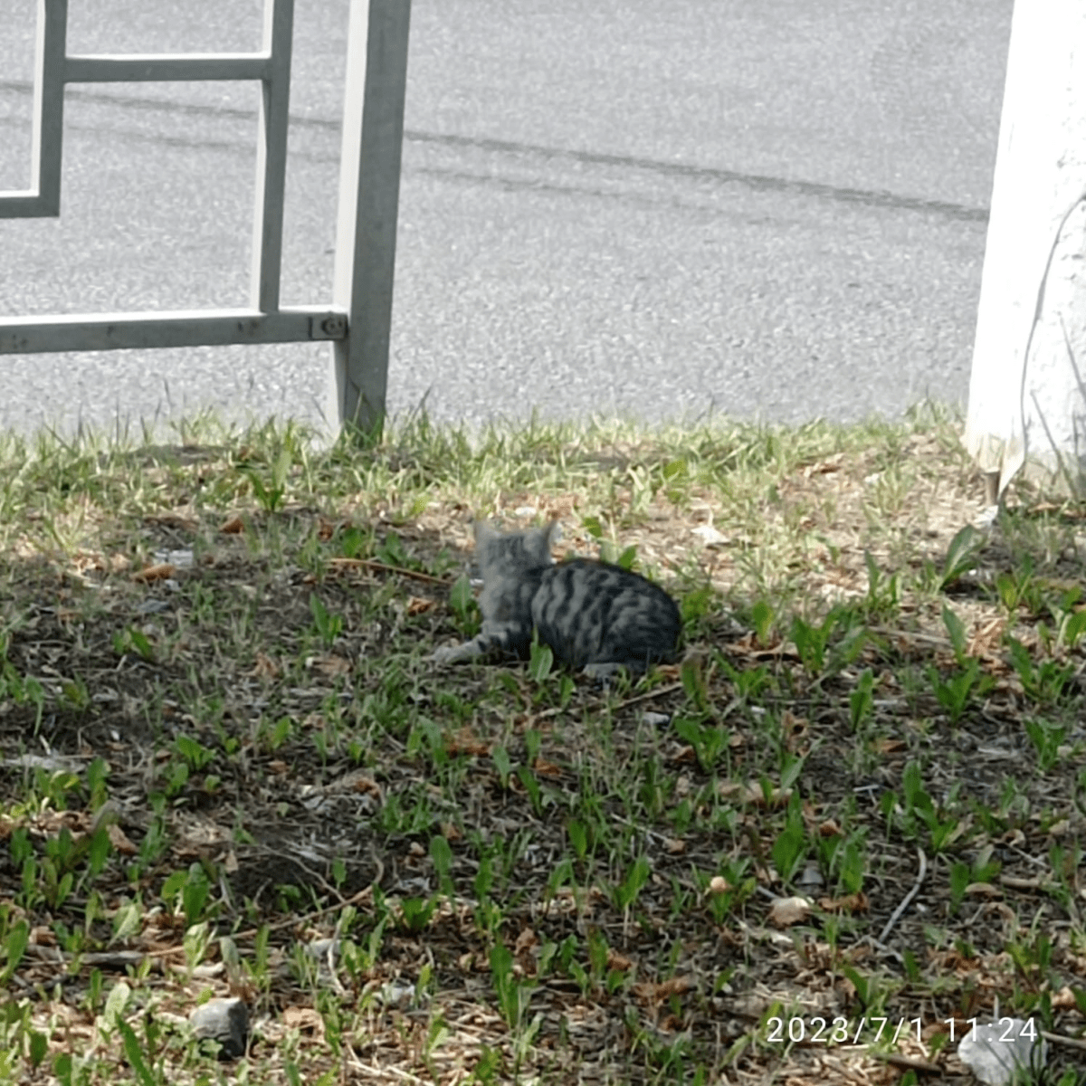 В Твери ищут спасителя для сбитого котенка