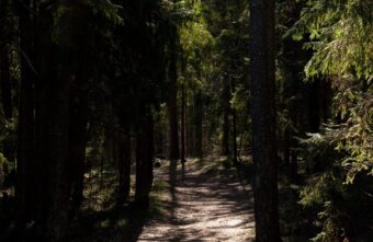 За две недели возле деревни в Тверской области заблудились 18 человек