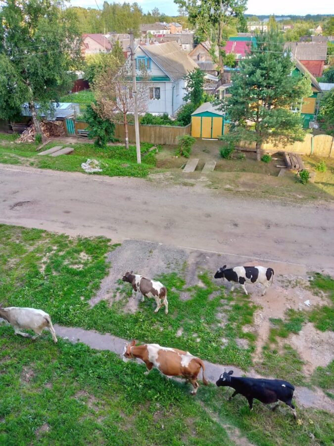 Город в Тверской области животные превратили в пастбище