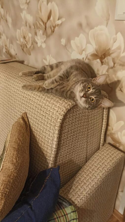 Кот, замурованный в контейнере в электричке, живет шикарно в Тверской области