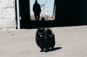 Кинологи: самовыгул не даёт домашним животным свободу Кинологи: самовыгул не даёт домашним животным свободу