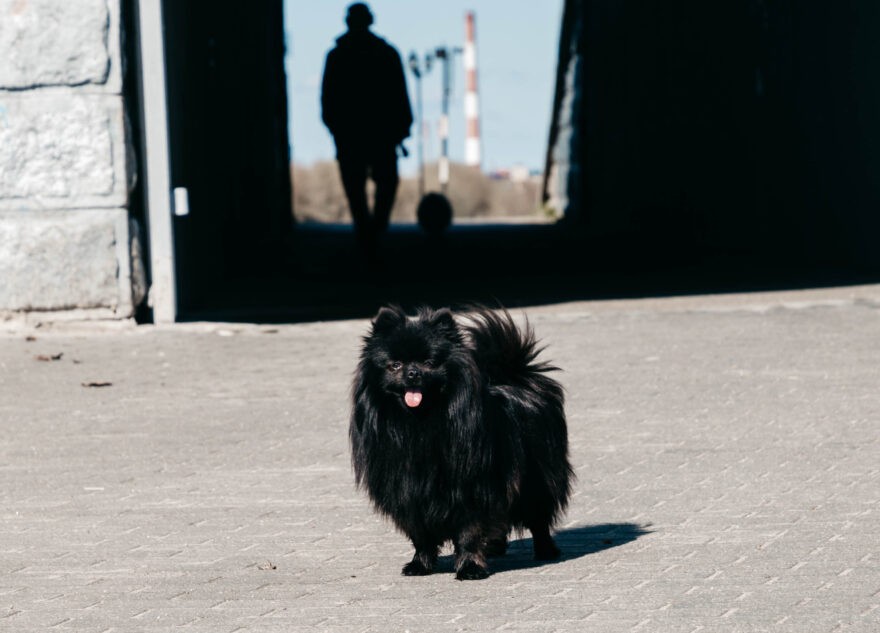 Кинологи: самовыгул не даёт домашним животным свободу
