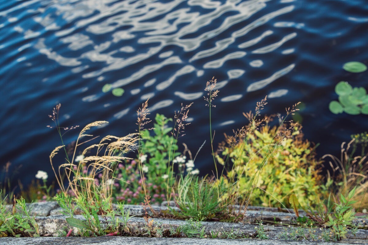 В реке Тверской области нашли труп женщины