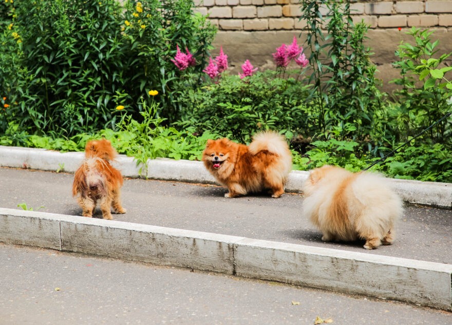В России запретили самовыгул собак и котов