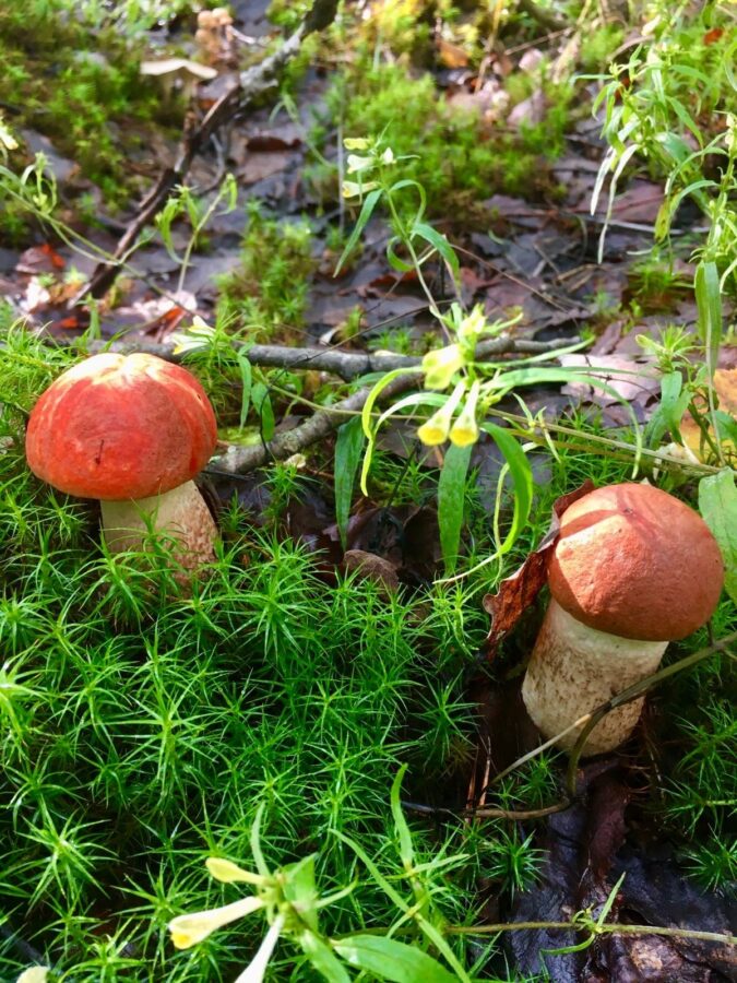 Житель Тверской области набрал семь ведер белых грибов