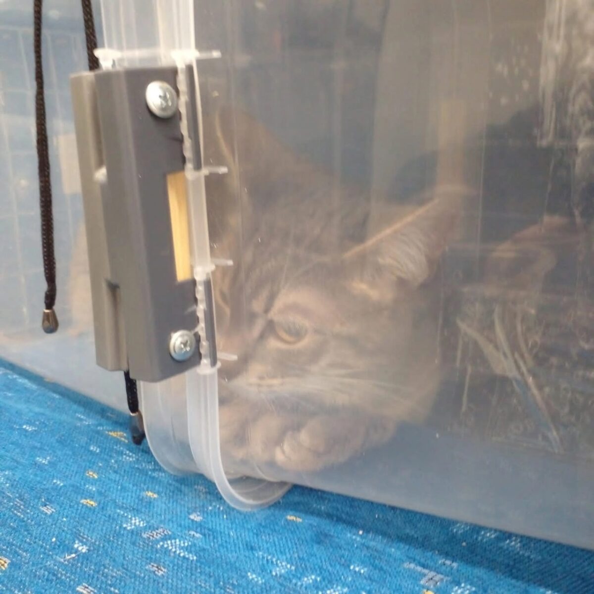 Кот, замурованный в контейнере в электричке, живет шикарно в Тверской области