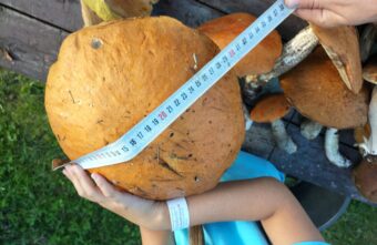 Стало известно, где под Тверью растут грибы-рекордсмены Стало известно, где под Тверью растут грибы-рекордсмены