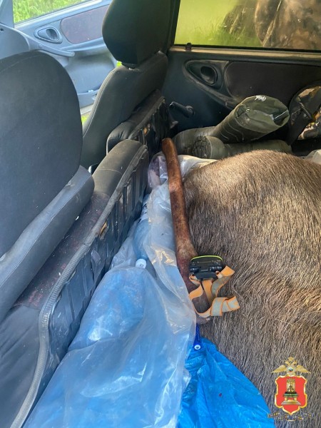 В Тверской области поймали браконьеров, отстреливающих лосей