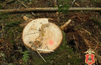 В Тверской области "чёрный лесоруб" спилил деревья на 650 тысяч рублей В Тверской области "чёрный лесоруб" спилил деревья на 650 тысяч рублей