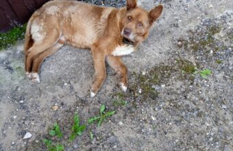 В Тверской области старого пса хотят отравить за громкий вой