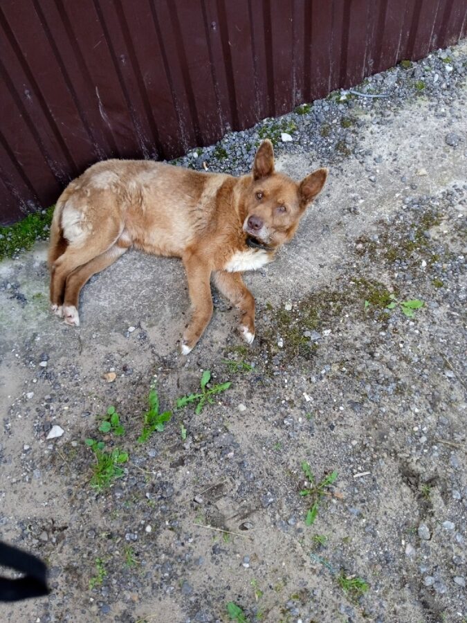 В Тверской области старого пса хотят отравить за громкий вой