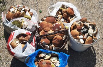 Житель Тверской области набрал семь ведер белых грибов