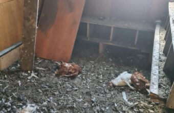Под Тверью собака убила почти 20 домашних кур Под Тверью собака убила почти 20 домашних кур