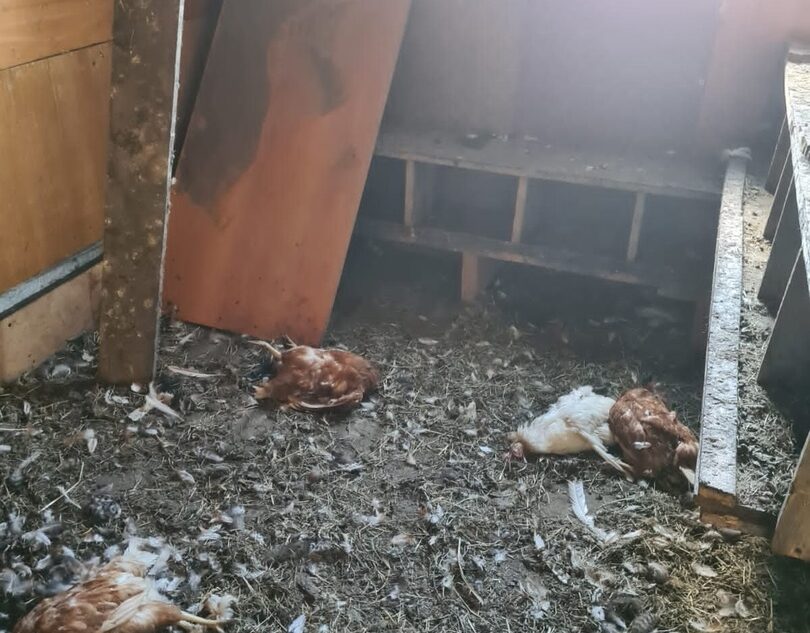 Под Тверью собака убила почти 20 домашних кур