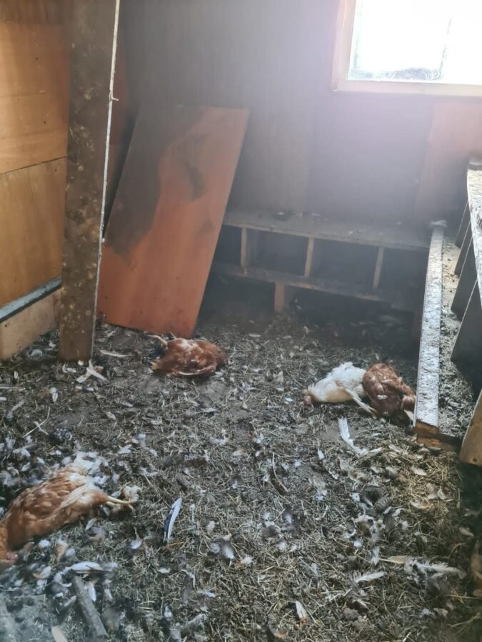 Под Тверью собака убила почти 20 домашних кур