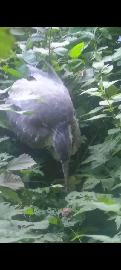 В Тверской области пытаются спасти лежащую в кустах цаплю