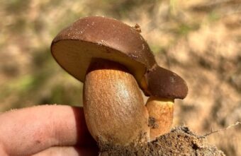 В Роспотребнадзоре рассказали, почему жители Тверской области травятся грибами В Роспотребнадзоре рассказали, почему жители Тверской области травятся грибами