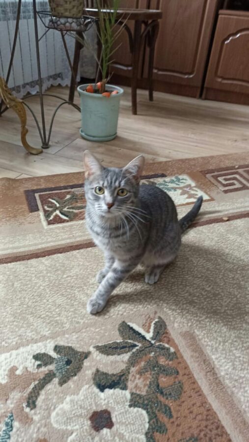 Кот, замурованный в контейнере в электричке, живет шикарно в Тверской области